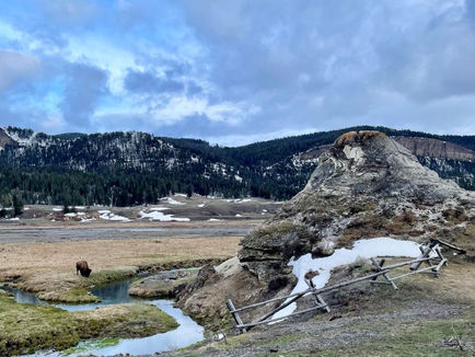 Bison in Yellowstone National Park
