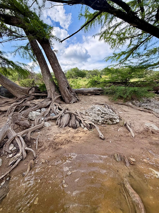 Cypress tree roots along the shoreline of the Pedernales River at Pedernales Falls State Park.