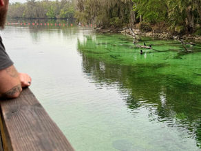 Manatee swimming in crystal clear water at Blue Spring State Park Florida.