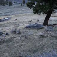 White-tailed deer | Yellowstone National Park