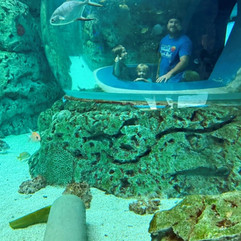 Texas State Aquarium Caribbean Journey