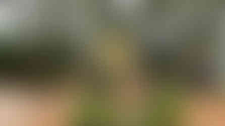 Steel Eel sign with an eel illustration in a forested amusement park. Pathway and “Exit” sign visible among trees and greenery.