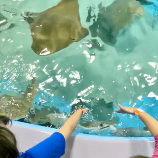 Children feeding stingrays at the Downtown Aquarium in Houston, Texas.