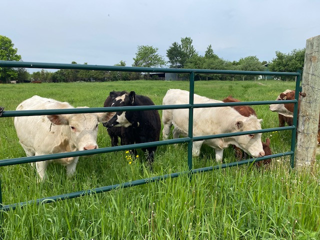 Les vastes pâturages et pommiers de la ferme Les Verts Pâturages à Saint-André-d'Argenteuil