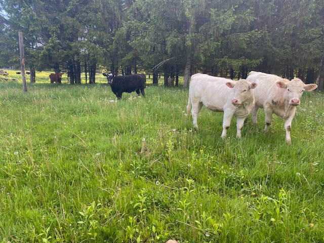 Bouvillon Charolais aux Verts Pâturages