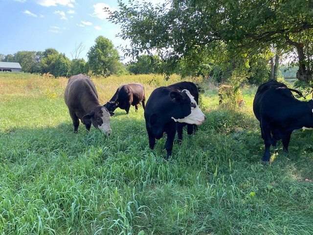 Deux bouvillons, un Angus rouge et un Angus noir, dans un pâturage verdoyant aux Verts Pâturages