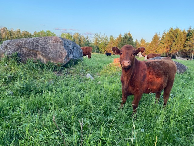 André Viau et la ferme Les Verts Pâturages, plus de 40 ans d'engagement envers l'élevage naturel