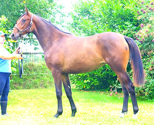 obrilla2_edited_edited.jpg