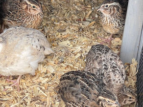 Random Saturday Birds & Digital Design 