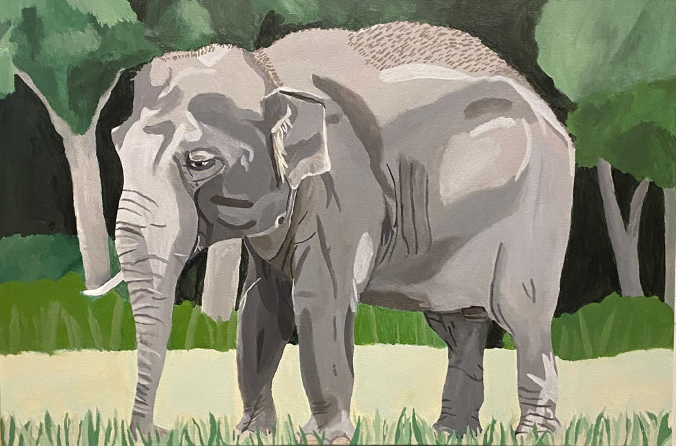 Arty the Asian Elephant