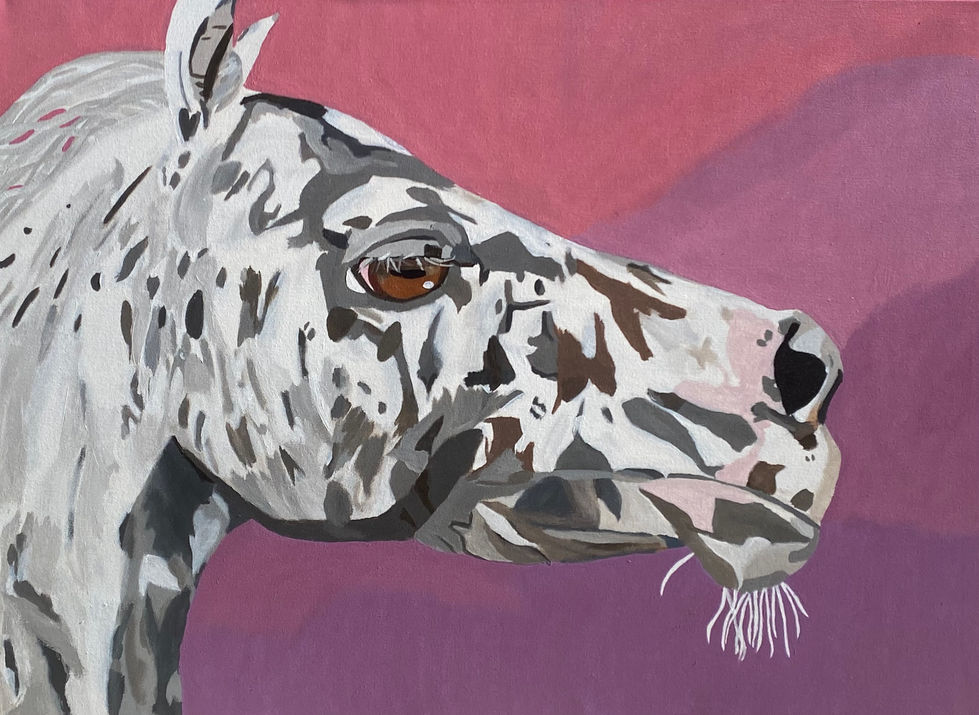 Appaloosa Horse