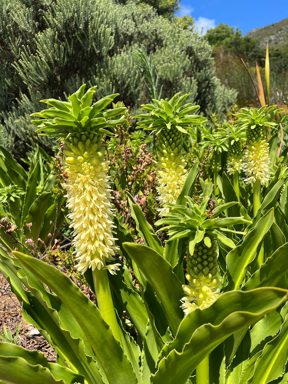 Kirstenbosch botaniska trädgård