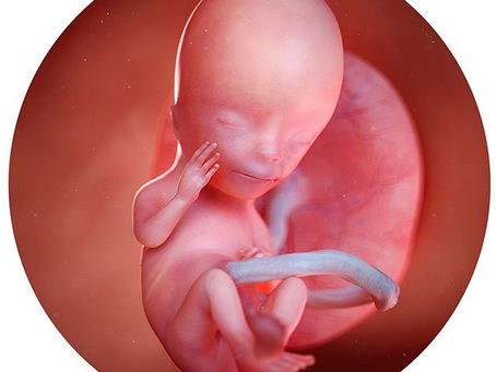 Deine 13. Schwangerschaftswoche