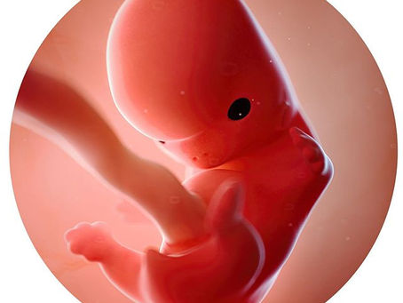 Deine 8.Schwangerschaftswoche