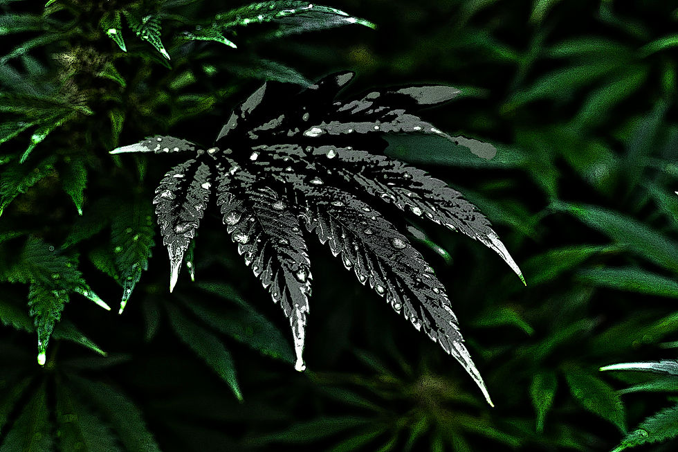 cbd-7665273.jpg