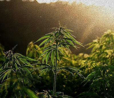 2023-03-22 13_07_21-Hemp Cannabis Field - Free photo on Pixabay_edited.jpg