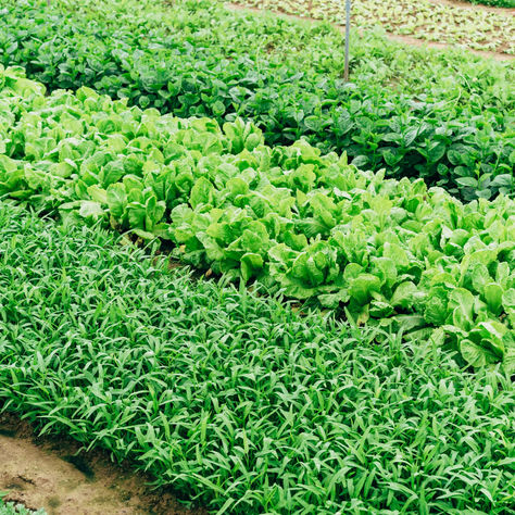 Everything Has To Be Vegan, Completely Renewable, Biodegradable, Carbon-Neutral in the Future =D