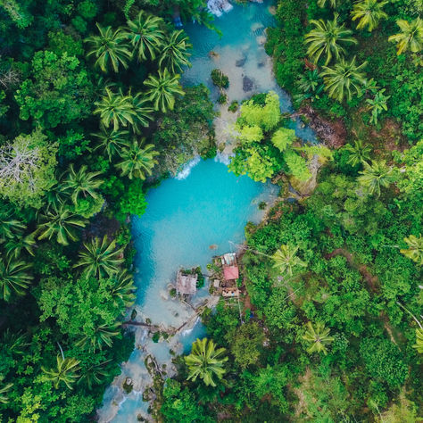 The Message - Go Vegan To Save and Reforest The Planet !! 