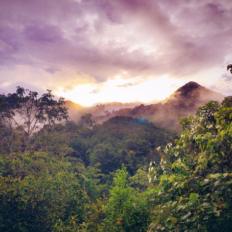 LET’S PLANT A GLOBAL AMAZON FOOD FOREST TO STOP CLIMATE CHANGE AND UPGRADE THE WORLD AS THE GREENEST