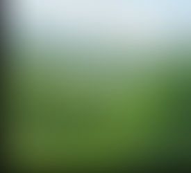 Estudo aponta que mais de 25 mil espécies da flora Brasileira são endêmicas
