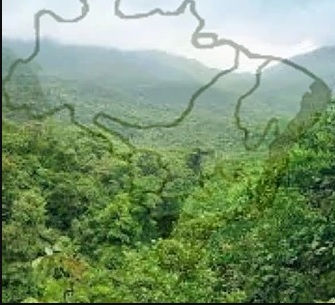 Estudo aponta que mais de 25 mil espécies da flora Brasileira são endêmicas