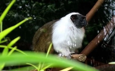 Lei para proteção animal é publicada em Minas Gerais