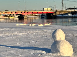 雪玉と    見まごう白鳥  甲羅干し