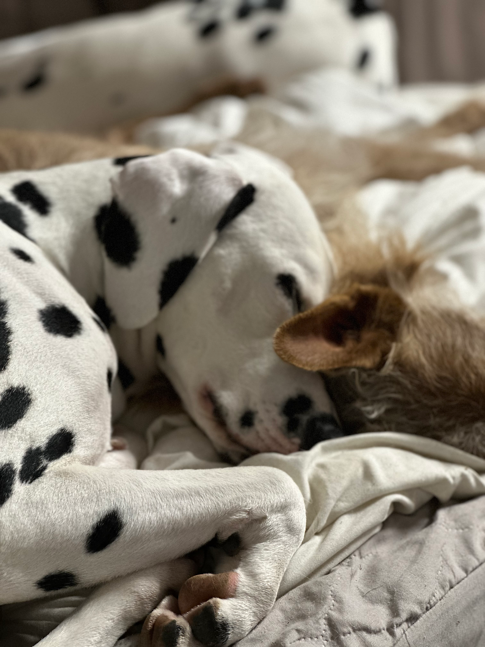 Dalmata y podenco descansando en Casa Condes