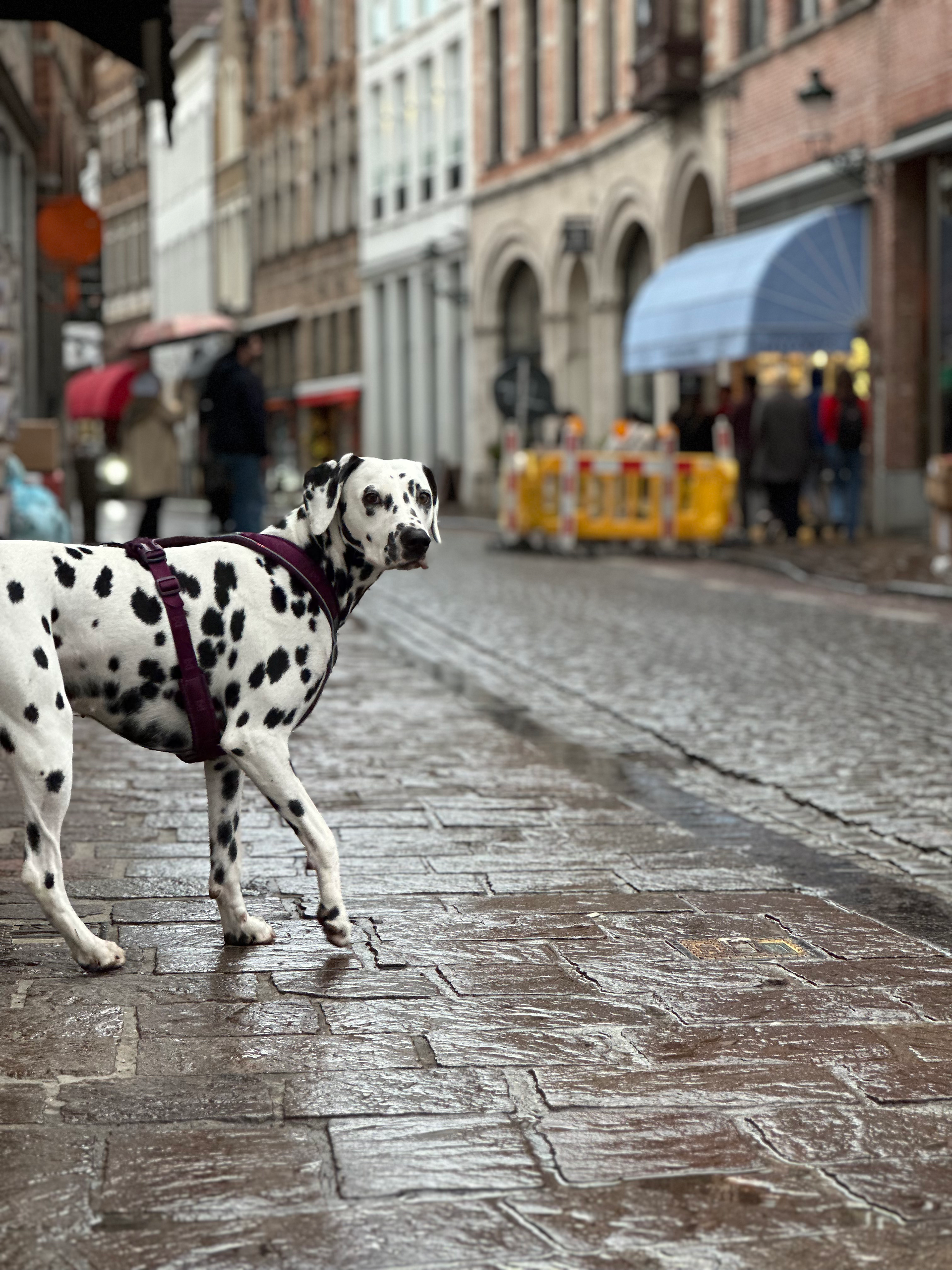 Ginebra dalmata en brujas