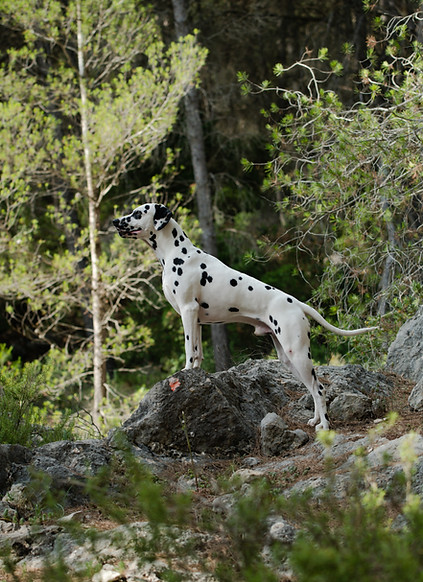 Monaco dalmata