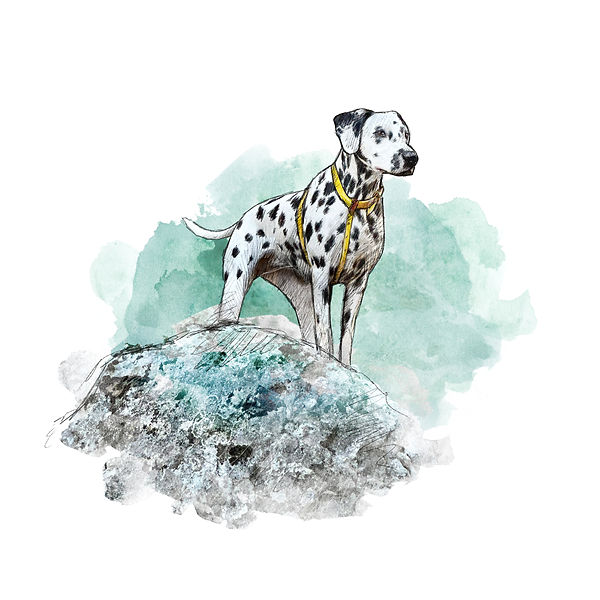 Dibujo en acuarela de dalmata sobre una roca un estilo de vida saludable