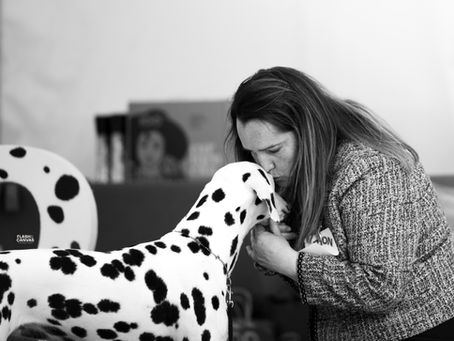 Valencia Dog Show y Concurso Monografico de la aefd