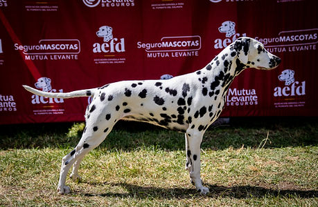Ginebra de Lucia Rodriguez es la Dalmata top 1 ranking 2024 España AEFD y RSCE 