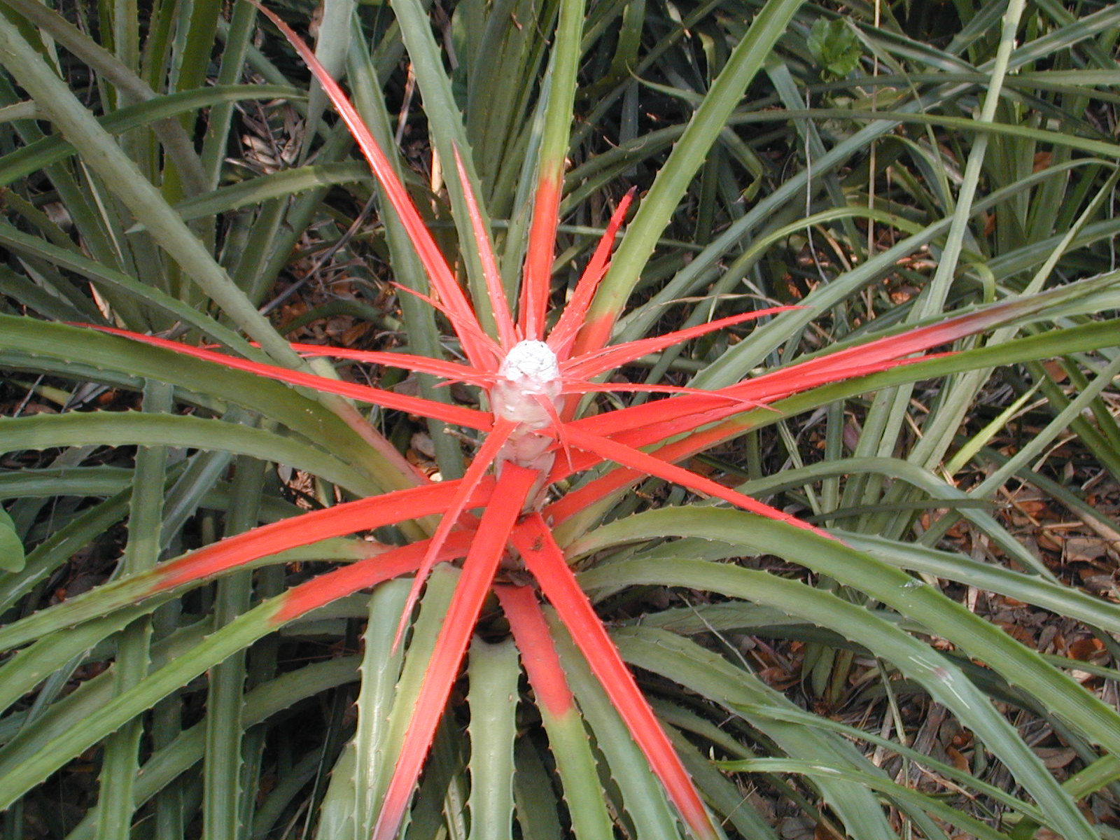 Michael's Sword (Bromelia pinguin) Essence