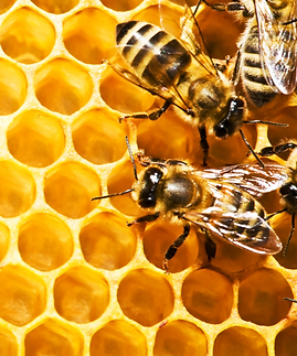 Bienenwabe1_edited.png