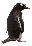sad-gentoo-1000pixkopie.png