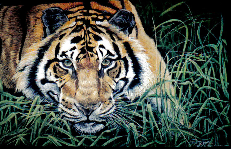 Bengal Tigeress