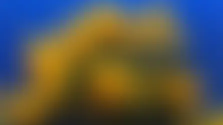 Árvores para calçada: Como escolher as espécies ideais sem danificar sua calçada