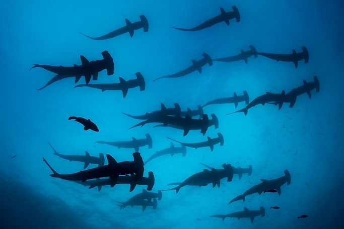 Hammerheads Galapagos