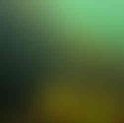 Scuba Diving in Cape Ann Underwater photos