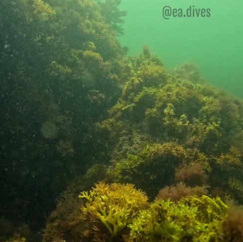 Scuba Diving in Cape Ann Underwater photos