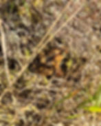 Common frog, not wanting to come out and play! Rana temporaria