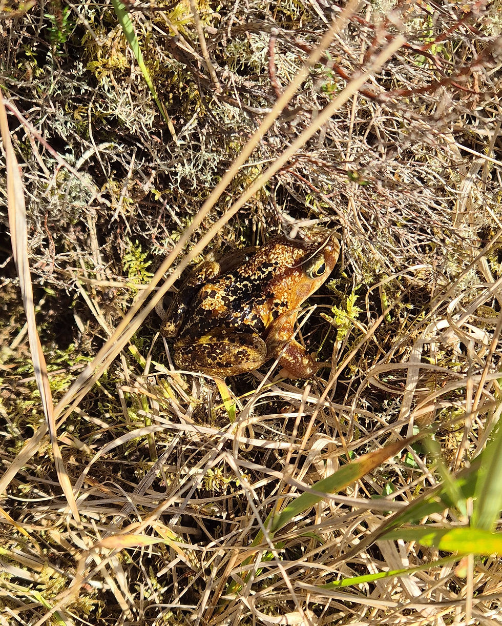 Common frog, not wanting to come out and play! Rana temporaria