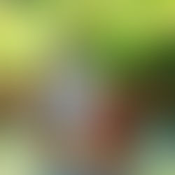 Portland Classics at the LO Market