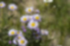 Showy or Aspen Daisy