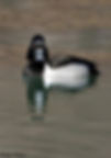 Goldeneye