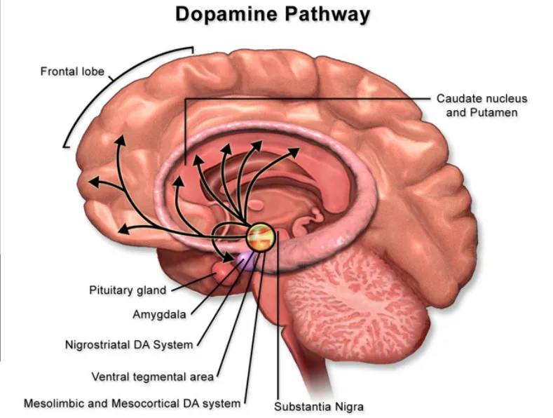 ventral-2.webp