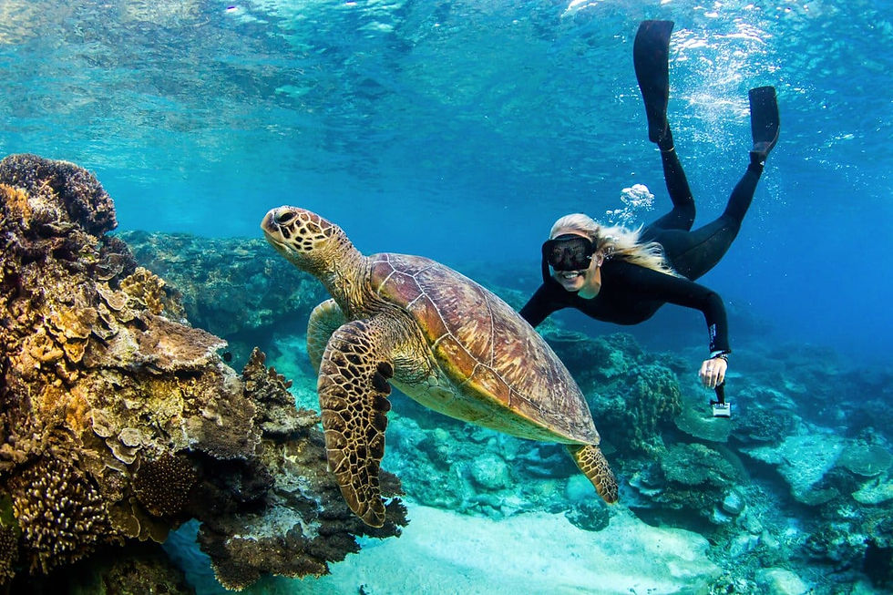 Snorkel with Turtles and Enjoy a Private Feast