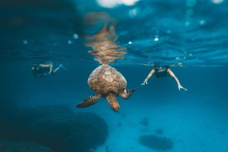 Snorkel with Turtles and Enjoy a Private Feast