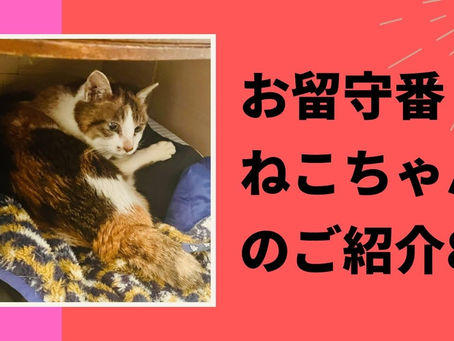 お留守番ねこちゃんのご紹介８２